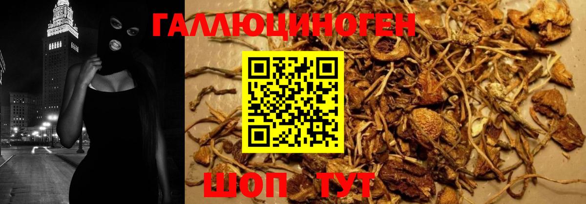 Псилоцибиновые грибы Psilocybine cubensis Карачаевск